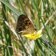 Heteronympha cordace (Bright-eyed Brown) at Cotter River, ACT - 14 Dec 2024 by RAllen