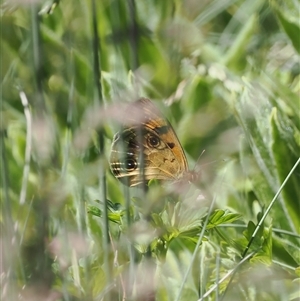 Heteronympha cordace at Cotter River, ACT - 14 Dec 2024 11:28 AM