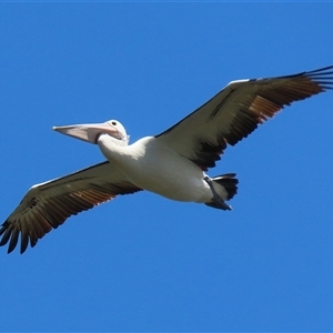 Pelecanus conspicillatus (Australian Pelican) at Fyshwick, ACT by RodDeb