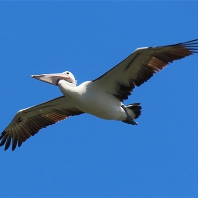 Pelecanus conspicillatus (Australian Pelican) at Fyshwick, ACT - 18 Dec 2024 by RodDeb