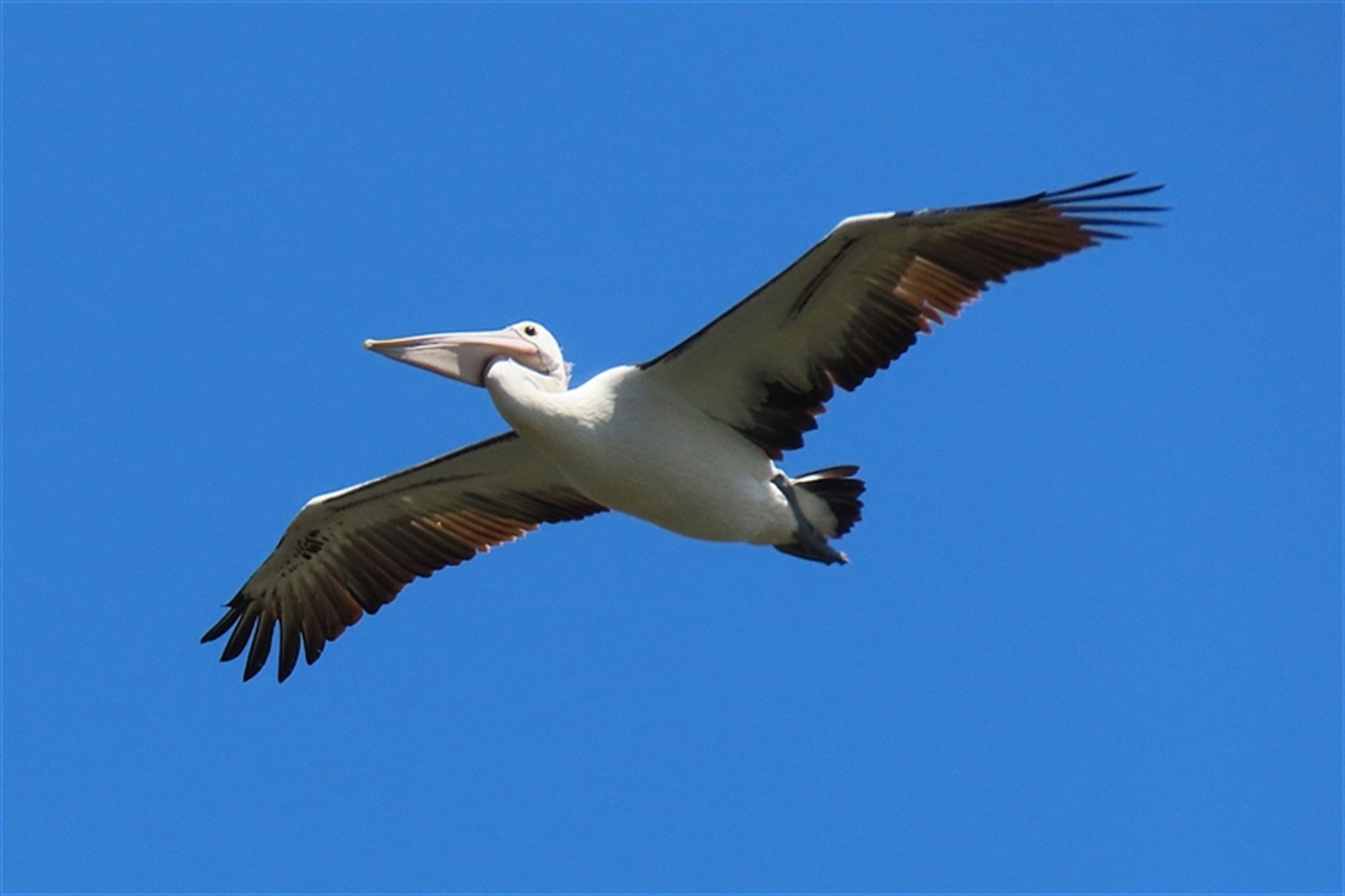 Pelecanus Conspicillatus At Fyshwick, Act - Canberra & Southern Tablelands