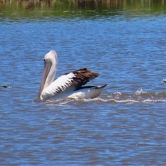 Pelecanus conspicillatus at Fyshwick, ACT - 18 Dec 2024 11:38 AM