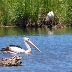 Pelecanus conspicillatus at Fyshwick, ACT - 18 Dec 2024 11:38 AM