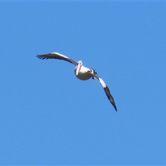 Pelecanus conspicillatus at Fyshwick, ACT - 18 Dec 2024 11:38 AM