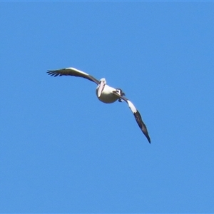 Pelecanus conspicillatus at Fyshwick, ACT - 18 Dec 2024 11:38 AM