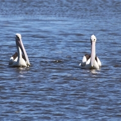 Pelecanus conspicillatus at Fyshwick, ACT - 18 Dec 2024 11:38 AM