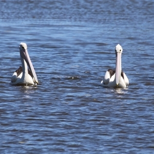 Pelecanus conspicillatus at Fyshwick, ACT - 18 Dec 2024 11:38 AM