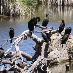 Phalacrocorax sulcirostris (Little Black Cormorant) at Fyshwick, ACT - 18 Dec 2024 by RodDeb