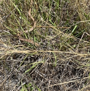 Delma impar (Striped Legless-lizard) at Throsby, ACT by RangerRiley