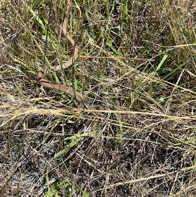 Delma impar (Striped Legless-lizard) at Throsby, ACT - 19 Dec 2024 by RangerRiley