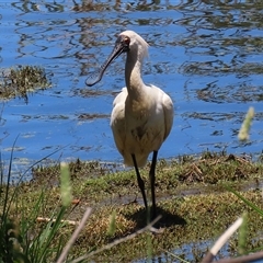 Platalea regia (Royal Spoonbill) at Fyshwick, ACT - 18 Dec 2024 by RodDeb