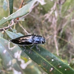 Cyrioides australis (Jewel beetle) at Bonny Hills, NSW by pls047