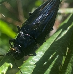 Cyrioides australis at Bonny Hills, NSW - suppressed