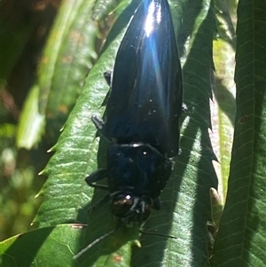 Cyrioides australis at Bonny Hills, NSW - suppressed