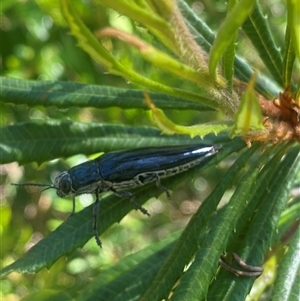 Cyrioides australis at Bonny Hills, NSW - suppressed