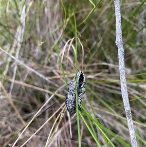 Cyrioides australis at Bonny Hills, NSW - suppressed