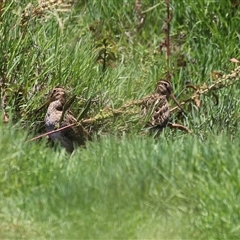 Gallinago hardwickii (Latham's Snipe) at Fyshwick, ACT - 18 Dec 2024 by RodDeb