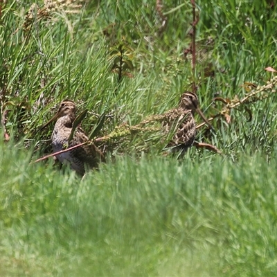 Gallinago hardwickii (Latham's Snipe) at Fyshwick, ACT - 18 Dec 2024 by RodDeb