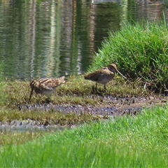 Gallinago hardwickii at Fyshwick, ACT - 18 Dec 2024 02:09 PM