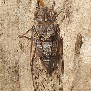 Henicopsaltria eydouxii at Mororo, NSW - 13 Dec 2024