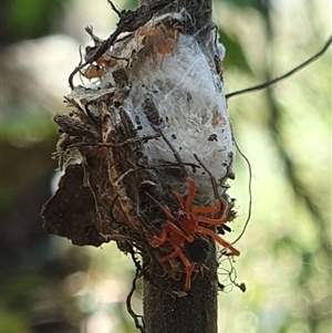 Unidentified Spider at Mororo, NSW by Topwood