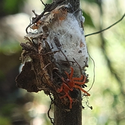 Unidentified Spider at Mororo, NSW - 13 Dec 2024 by Topwood