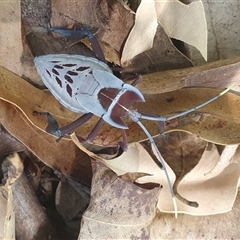 Canungrantmictis morindana (A true bug) at Mororo, NSW - 13 Dec 2024 by Topwood