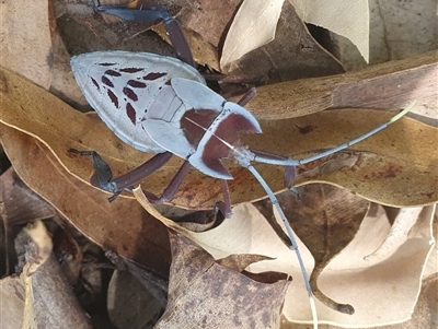 Canungrantmictis morindana (A true bug) at Mororo, NSW - 13 Dec 2024 by Topwood