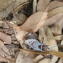 Canungrantmictis morindana at Mororo, NSW - 13 Dec 2024