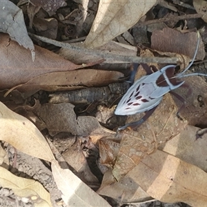 Canungrantmictis morindana at Mororo, NSW - 13 Dec 2024