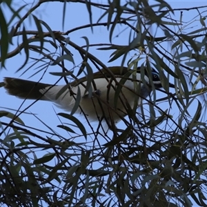 Entomyzon cyanotis at Fyshwick, ACT - 18 Dec 2024