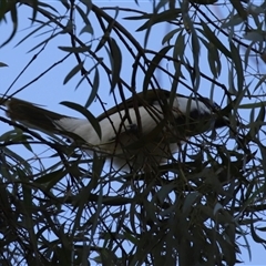 Entomyzon cyanotis at Fyshwick, ACT - 18 Dec 2024