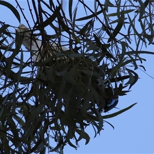 Entomyzon cyanotis at Fyshwick, ACT - 18 Dec 2024