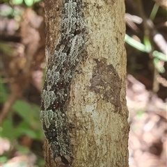 Lepidoptera unclassified IMMATURE (caterpillar or pupa or cocoon) at Shark Creek, NSW - 13 Dec 2024 by Topwood