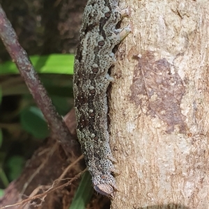 Lepidoptera unclassified IMMATURE moth at Shark Creek, NSW - 13 Dec 2024