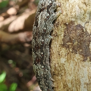 Lepidoptera unclassified IMMATURE moth at Shark Creek, NSW - 13 Dec 2024