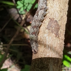 Lepidoptera unclassified IMMATURE moth at Shark Creek, NSW - 13 Dec 2024