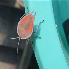 Lyramorpha rosea (Litchi stink bug) at Tyndale, NSW - 19 Dec 2024 by Topwood