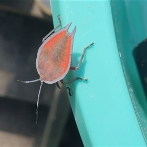 Lyramorpha rosea at Tyndale, NSW - 19 Dec 2024