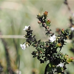 Epacris breviflora (Drumstick Heath) at Cotter River, ACT - 14 Dec 2024 by RAllen