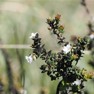 Epacris breviflora at Cotter River, ACT by RAllen