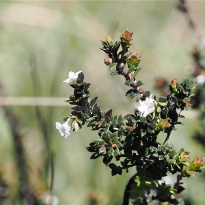 Epacris breviflora (Drumstick Heath) at Cotter River, ACT - 14 Dec 2024 by RAllen