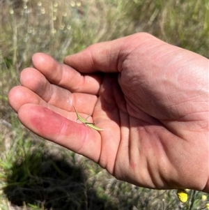 Acrida conica (Giant green slantface) at Throsby, ACT by RangerRiley