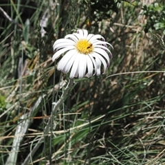 Celmisia tomentella (Common Snow Daisy) at Cotter River, ACT - 14 Dec 2024 by RAllen