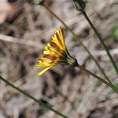 Microseris lanceolata (Yam Daisy) at Cotter River, ACT - 14 Dec 2024 by RAllen