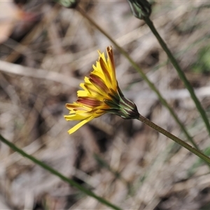 Microseris lanceolata at Cotter River, ACT - 14 Dec 2024 11:39 AM