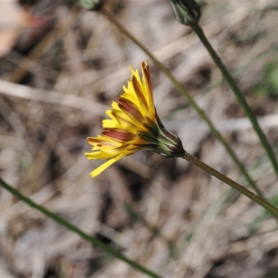 Microseris lanceolata (Yam Daisy) at Cotter River, ACT - 14 Dec 2024 by RAllen