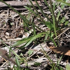 Microseris lanceolata at Cotter River, ACT - 14 Dec 2024 11:39 AM