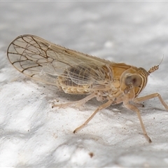 Unidentified Leafhopper or planthopper (Hemiptera, several families) at Melba, ACT - 15 Dec 2024 by kasiaaus