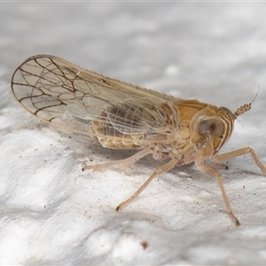 Unidentified Leafhopper or planthopper (Hemiptera, several families) at Melba, ACT by kasiaaus